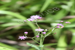 Vernonia cinerea